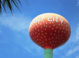 giant-strawberry-Plant-city